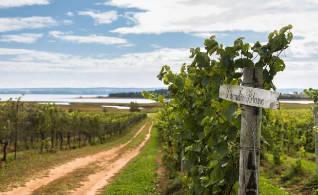 l'acadie blanc